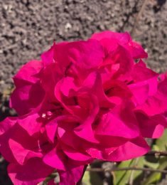 Marlene, 47 years old, Straight, Woman, Guatemala City, Guatemala