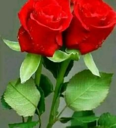 Keilan, 39 years old, Straight, Woman, San Luis, Cuba