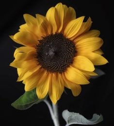 Lau, 31 years old, Straight, Woman, Havana, Cuba