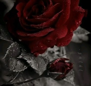 Marcia, 49 years old, Santiago de Cuba, Cuba